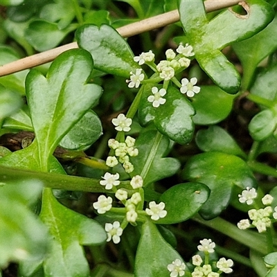 Apium prostratum (Sea Celery) at Malua Bay, NSW - 1 Dec 2024 by trevorpreston