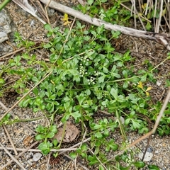 Apium prostratum at Malua Bay, NSW - 1 Dec 2024 02:07 PM