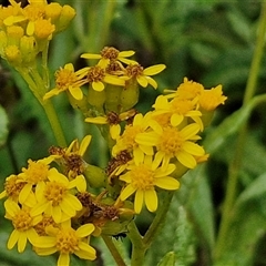 Senecio linearifolius at Malua Bay, NSW - 1 Dec 2024 by trevorpreston