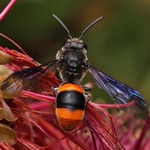 Hyleoides concinna (Wasp-mimic bee) at Monash, ACT by debhart