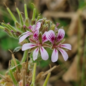 Pelargonium australe at Malua Bay, NSW - 1 Dec 2024 02:02 PM