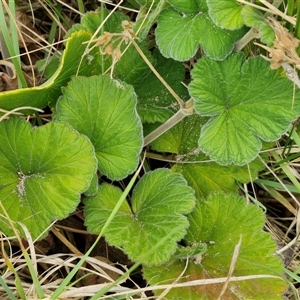 Pelargonium australe at Malua Bay, NSW - 1 Dec 2024 02:02 PM