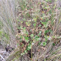 Pelargonium australe at Malua Bay, NSW - 1 Dec 2024 02:02 PM