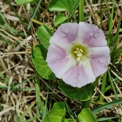 Calystegia soldanella (Sea Bindweed) at Malua Bay, NSW - 1 Dec 2024 by trevorpreston