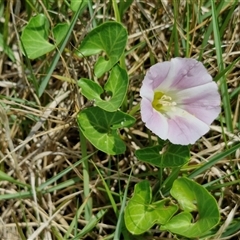 Calystegia soldanella at Malua Bay, NSW - 1 Dec 2024 12:37 PM