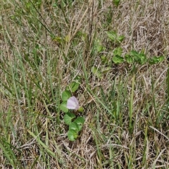 Calystegia soldanella at Malua Bay, NSW - 1 Dec 2024 12:37 PM