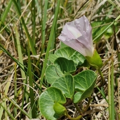 Calystegia soldanella at Malua Bay, NSW - 1 Dec 2024