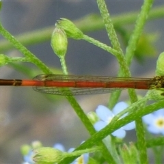 Ischnura aurora (Aurora Bluetail) at Ross, TAS - 1 Dec 2024 by VanessaC