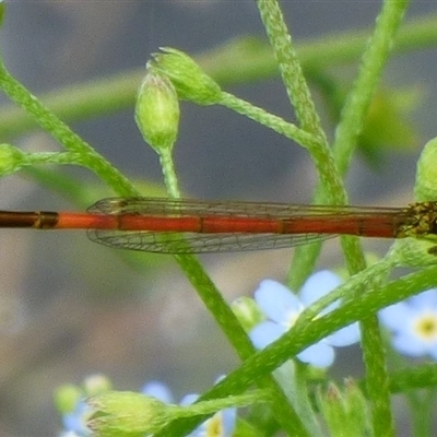 Ischnura aurora (Aurora Bluetail) at Ross, TAS - 1 Dec 2024 by VanessaC