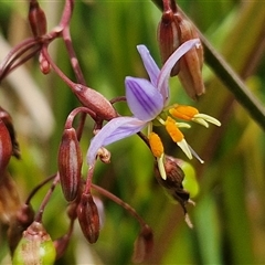 Dianella longifolia var. longifolia at Malua Bay, NSW - 1 Dec 2024 by trevorpreston