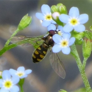 Unidentified Hover fly (Syrphidae) at Ross, TAS by VanessaC