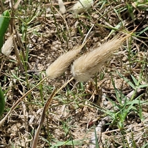 Lagurus ovatus (Hare's Tail Grass) at Malua Bay, NSW by trevorpreston