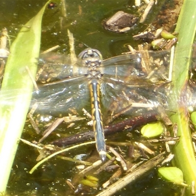 Hemicordulia tau (Tau Emerald) at Ross, TAS - 1 Dec 2024 by VanessaC