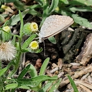 Zizina otis (Common Grass-Blue) at Malua Bay, NSW by trevorpreston