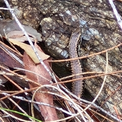 Unidentified Skink at Sunshine Bay, NSW - 1 Dec 2024 by trevorpreston