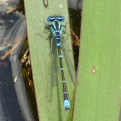 Austroagrion watsoni (Eastern Billabongfly) at Ross, TAS - 1 Dec 2024 by VanessaC