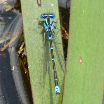 Austroagrion watsoni (Eastern Billabongfly) at Ross, TAS - 1 Dec 2024 by VanessaC