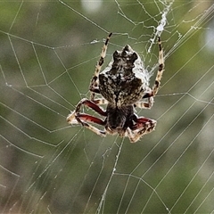Socca pustulosa (Knobbled Orbweaver) at Sunshine Bay, NSW - 1 Dec 2024 by trevorpreston