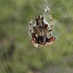 Socca pustulosa at Sunshine Bay, NSW - 1 Dec 2024 11:01 AM