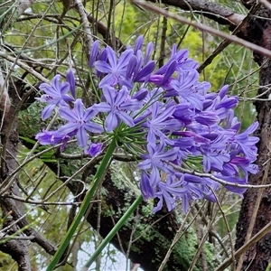 Agapanthus praecox subsp. orientalis (Agapanthus) at Sunshine Bay, NSW by trevorpreston