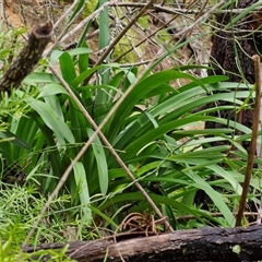 Agapanthus praecox subsp. orientalis at Sunshine Bay, NSW - 1 Dec 2024 11:00 AM