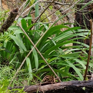 Agapanthus praecox subsp. orientalis at Sunshine Bay, NSW - 1 Dec 2024