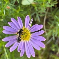 Lasioglossum (Homalictus) sphecodoides (Furrow Bee) at Dunlop, ACT - 1 Dec 2024 by JR