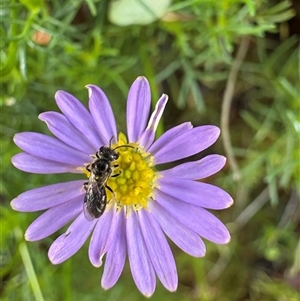 Lasioglossum (Homalictus) sphecodoides (Furrow Bee) at Dunlop, ACT by JR