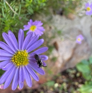 Lasioglossum (Homalictus) sphecodoides at Dunlop, ACT - 1 Dec 2024 06:00 PM