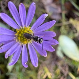 Lasioglossum (Homalictus) sphecodoides at Dunlop, ACT - 1 Dec 2024 06:00 PM