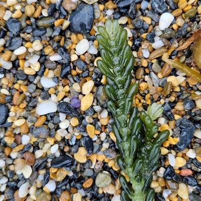 Unidentified Marine Alga & Seaweed at Sunshine Bay, NSW - 1 Dec 2024 by trevorpreston