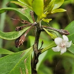 Myoporum boninense subsp. australe (Boobialla) at Sunshine Bay, NSW - 30 Nov 2024 by trevorpreston