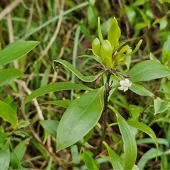 Myoporum boninense subsp. australe at Sunshine Bay, NSW - 1 Dec 2024 10:56 AM