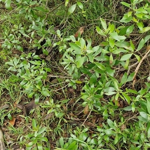 Myoporum boninense subsp. australe at Sunshine Bay, NSW - 1 Dec 2024 10:56 AM