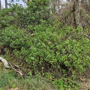 Myoporum boninense subsp. australe at Sunshine Bay, NSW - 1 Dec 2024 10:56 AM