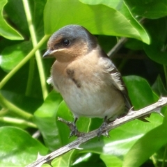 Hirundo neoxena at Campbell Town, TAS - 1 Dec 2024 by VanessaC