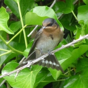 Hirundo neoxena at Campbell Town, TAS - 1 Dec 2024 12:09 PM