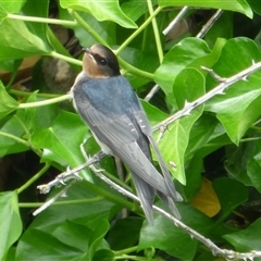 Hirundo neoxena at Campbell Town, TAS - 1 Dec 2024 12:09 PM