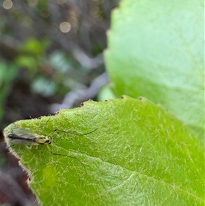 Chironomidae (family) at Dunlop, ACT - 1 Dec 2024