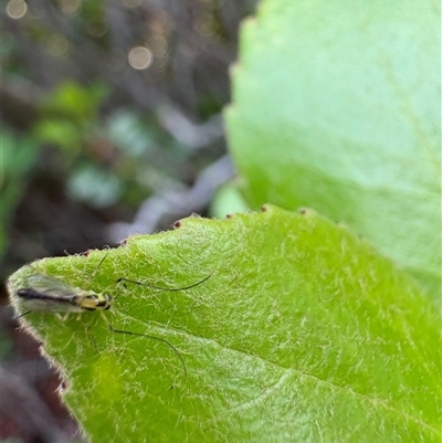 Chironomidae (family) (Non-biting Midge) at Dunlop, ACT - 1 Dec 2024 by JR