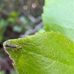 Chironomidae (family) at Dunlop, ACT - 1 Dec 2024