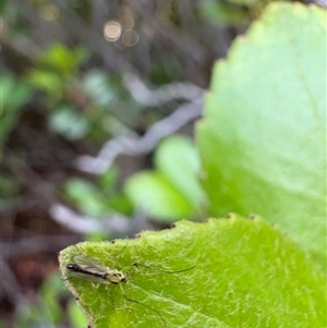 Chironomidae (family) at Dunlop, ACT - 1 Dec 2024