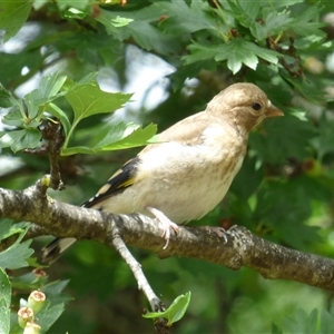 Carduelis carduelis (European Goldfinch) at Campbell Town, TAS by VanessaC