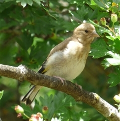 Carduelis carduelis at Campbell Town, TAS - 1 Dec 2024 12:14 PM