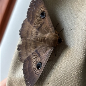 Dasypodia selenophora (Southern old lady moth) at Monash, ACT by jackQ