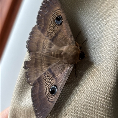 Dasypodia selenophora (Southern old lady moth) at Monash, ACT - 1 Dec 2024 by jackQ