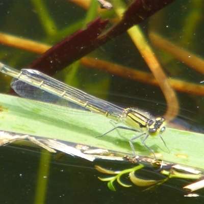 Ischnura heterosticta ssp. tasmanica (Common Bluetail (subspecies tasmanica)) at Ross, TAS - 1 Dec 2024 by VanessaC