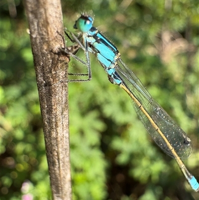 Unidentified Dragonfly or Damselfly (Odonata) at Dunlop, ACT - 1 Dec 2024 by JR