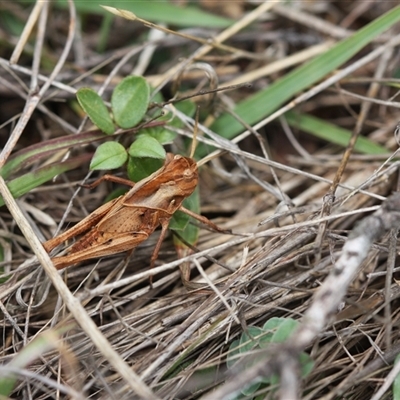 Gastrimargus musicus (Yellow-winged Locust or Grasshopper) at Hume, ACT - 1 Dec 2024 by Montane