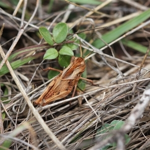 Unidentified at suppressed - 1 Dec 2024